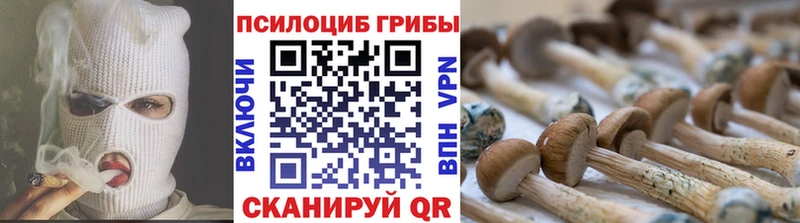 Галлюциногенные грибы Psilocybe  Нюрба 